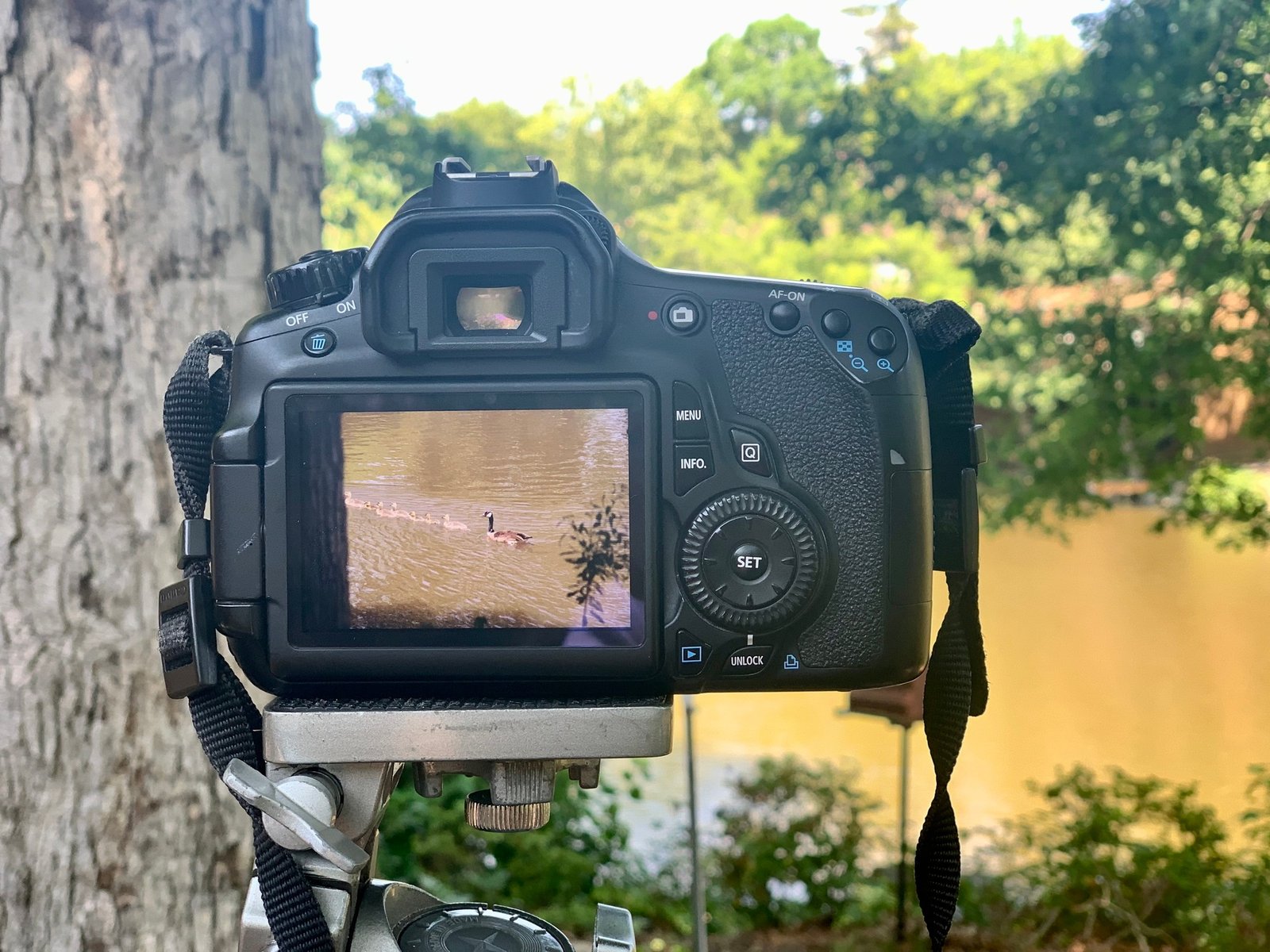 Photographer using digital camera to capture Momma goose with goslings on the lake